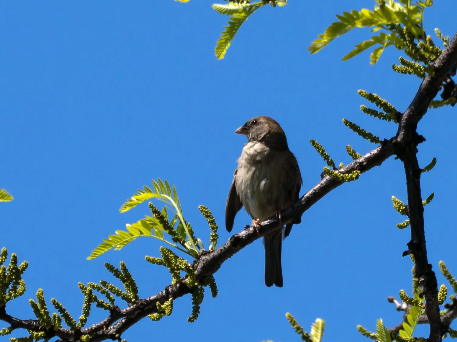 Blue Grosbeaks — Susan Kirby